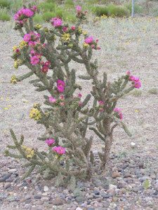 Cholla Cactus in Bloom